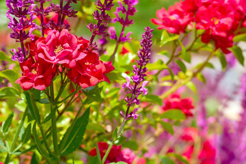 Landscaping.Young shoots of decorative pink sage, climbing red rose