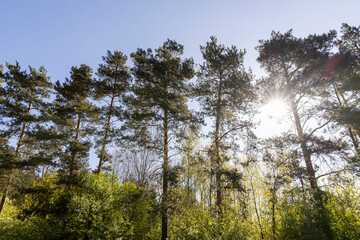 beautiful tall pine trees in the forest