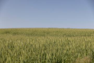 green ears of wheat during cultivation, unripe green wheat