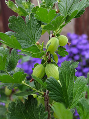 Ripe green gooseberry berries on a branch close up. 