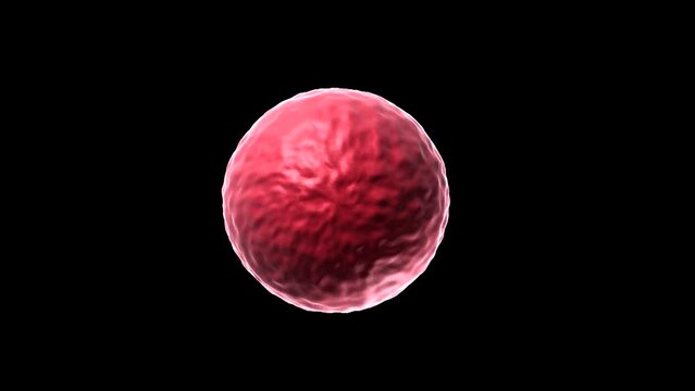 Medical visualization, sperm fertilize the female egg, process of human fertilization, 3d rendering, 3d illustration