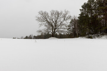 an old oak tree in winter during a snowfall, falling snow