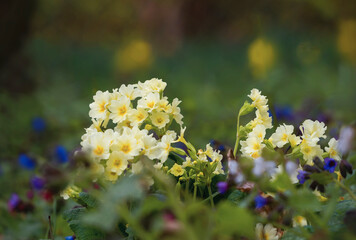 Es blüht im Garten überall im April