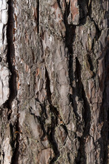 trees without foliage in the winter season