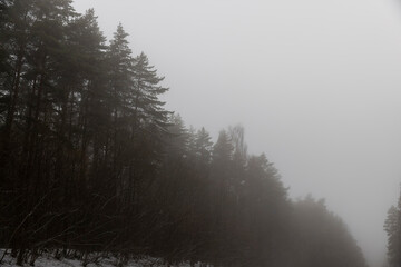 beautiful forest in winter foggy weather