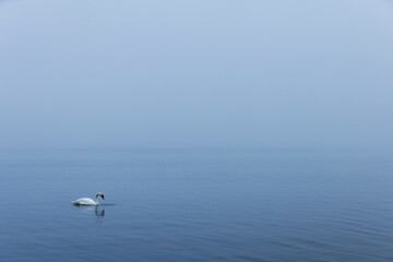 swans swim in the lake in foggy weather