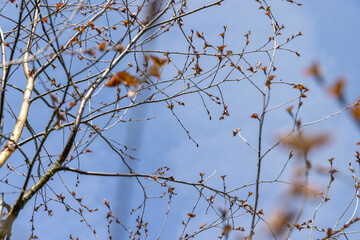 spring park with birch trees with the first red foliage