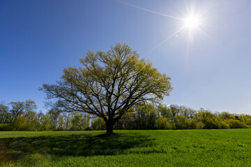 A single tall oak in a field with green grass