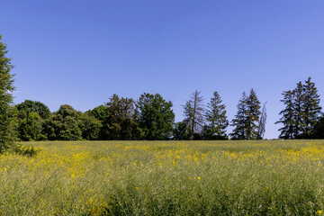the field where rapeseed has faded