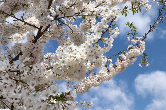 Bradford Pear Glorious White Blossoms and Sky