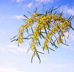 Close up of Acacia saligna