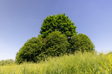 Obraz premium rapeseed field after flowering with yellow flowers in summer