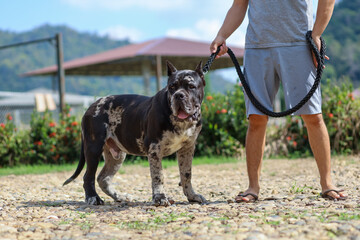 A young North American Mastiff, a large, beautiful, dark-colored, spotted dog. The owner is showing...