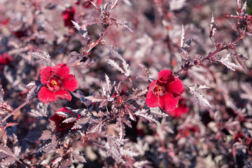 Selective focus Hibiscus Mahogany Splendor, red flowers, dark red leaves lobed like maple leaves....