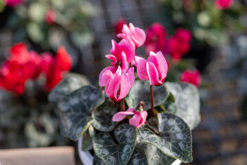 selective focus cyclamen dreamscape, a beautiful bright pink color that makes you feel fresh and bright when looking at it