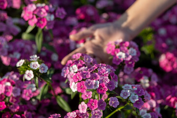 Obraz premium selective focus Dianthus Jolt Pink Magic flowers in a flower bed A beautiful flower garden helps a woman look more beautiful bright, and gentle