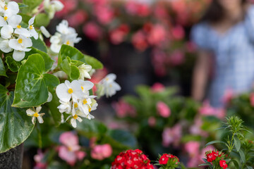 selective focus Ambassador White Begonia in a plant shop with beautiful flowers There is space for...