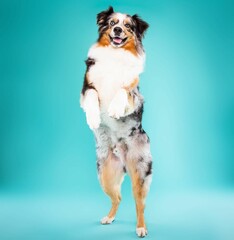 Beautiful australian shepherd dog isolated on turquoise background. looking at camera . front view. dog studio portrait.happy dog .dog isolated .puppy isolated .puppy closeup face,indoors.turquoise b