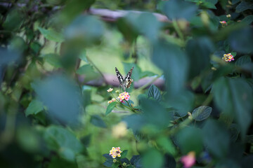 Selective focus brightly colored butterflies perched on small colorful flowers. Surrounded by green leaves