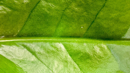 green leaf texture - close up photo of green leaf