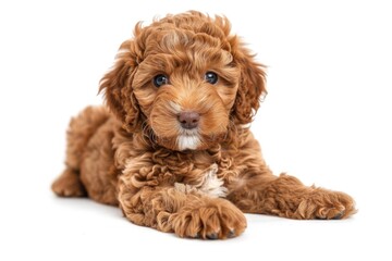 Doodle Dog - Adorable Brown Golden Doodle Puppy Isolated on White Background