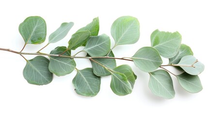 Fototapeta premium Eucalyptus on White. Isolated Branch and Leaves of Eucalyptus Tree on White Background. Green Nature Closeup