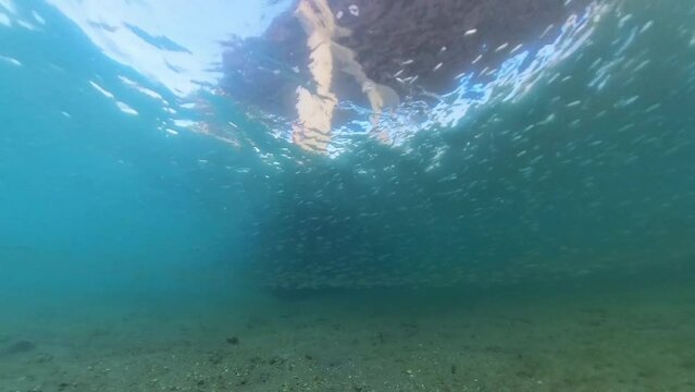 4k video of small bait fish schooling near the surface at Blue Heron Bridge in Riviera Beach, Florida, USA