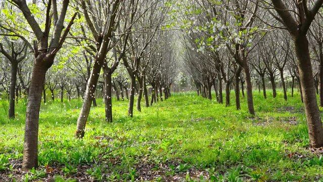 Blooming orchard with falling white flower petals of pear trees in spring in slow motion