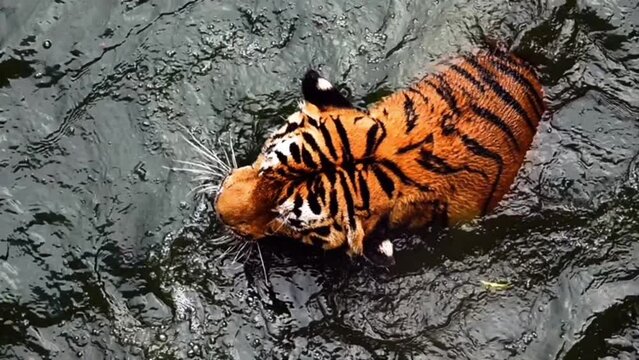 4k super slow tiger, Panthera tigris altaica, low angle photo in direct view, running in the flick water Attacking predator in action. Tiger in water