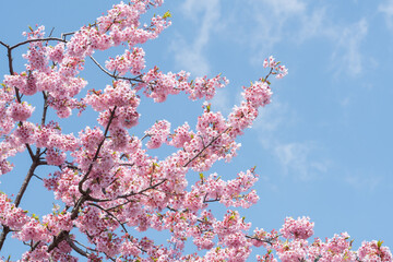Pink cherry blossom in full bloom - 771493094