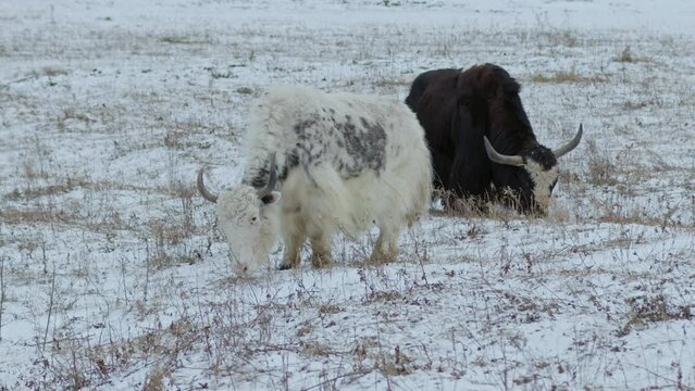 Domestic yak grazing in snowy pasture on winter day, working animals in grassland. Two cattle eating dry grass in cold weather