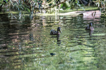 Beautiful wild ducks swim in a pond in summer.