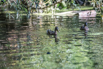 Beautiful wild ducks swim in a pond in summer.