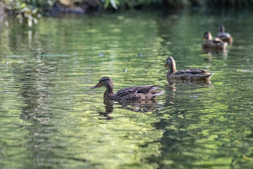 Beautiful wild ducks swim in a pond in summer.