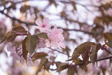 pink cherry tree blossom flowers in spring