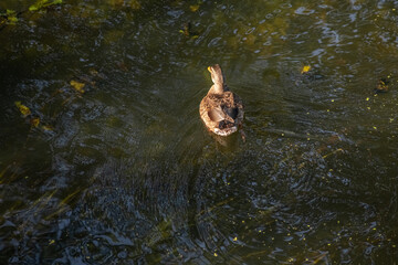 Beautiful wild ducks swim in a pond in summer.
