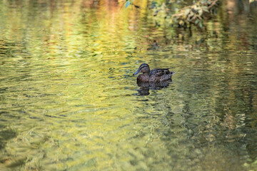 Beautiful wild ducks swim in a pond in summer.
