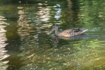 Beautiful wild ducks swim in a pond in summer.