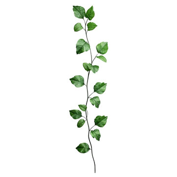 stem brench with small leaves twisting around in a straight line