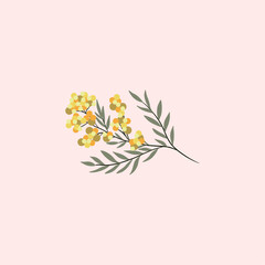 Branch of Mimosa isolated on white background. Spring yellow flowers. Vector