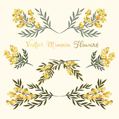 Branch of Mimosa isolated on white background. Spring yellow flowers. Vector