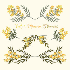 Branch of Mimosa isolated on white background. Spring yellow flowers. Vector
