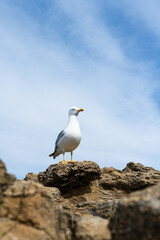  Seagull standing on a rock at the seaside. Biarritz, France.  - 771495680