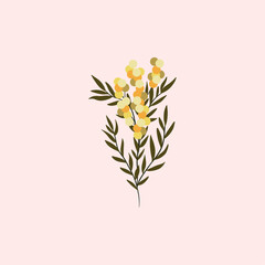 Branch of Mimosa isolated on white background. Spring yellow flowers. Vector