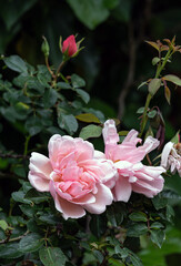 Rosa Felicia Albertine. Two blossoming buds Roses Morgengruss surrounded by green foliage of a bush, in the garden. Salmon pink color flowers, close up botanical background