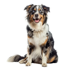 Australian Shepherd Sitting With Tongue Out