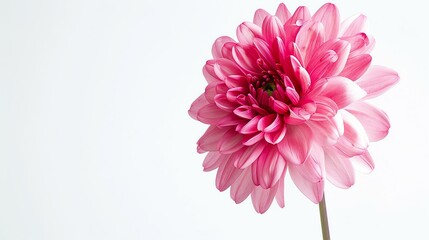 A beautiful pink dahlia flower in full bloom against a white background. The petals are soft and delicate, and the flower is perfectly symmetrical. - obrazy, fototapety, plakaty