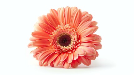 A beautiful gerbera flower isolated on a white background. The flower has bright pink petals and a yellow center.