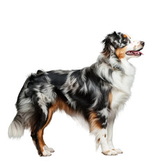 Black, White, and Brown Dog Standing on White Background