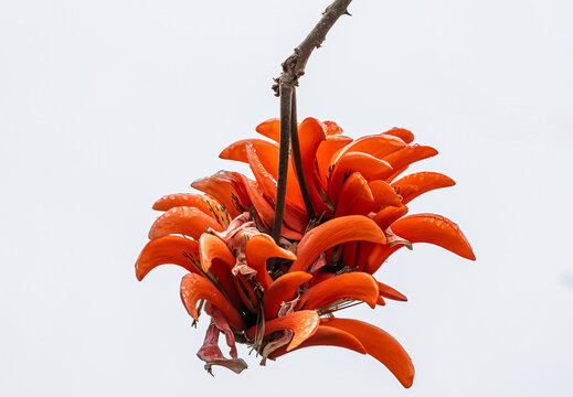 Big red flower of Erythrina caffra, corallodendron. African flora, Coral blooming tree, bright orange flowers. Spring in South Africa. Unusual beautiful exotic tree, botanical minimalism background